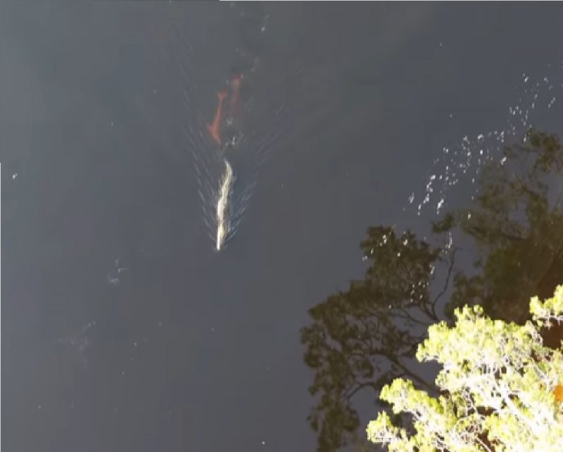 Boto nadando atrás de jacaré-açu em rio de Roraima 