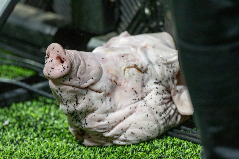 Ato foi uma provocação ao Palmeiras, que é conhecido como 'Porco' - Foto: Estadão Conteúdo/ND