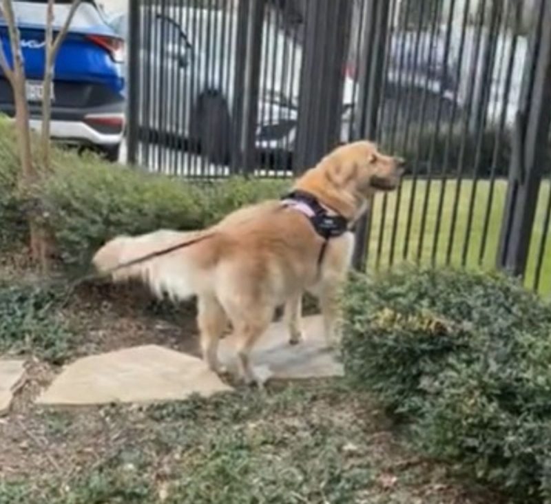 Golden Retriever no portão de casa após ser levada para passear com vizinha