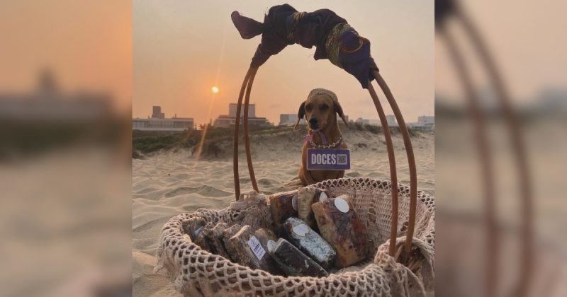 Cachorra com doces perto de cestas em praia