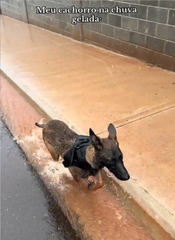 Pet correndo feliz ao brincar na água gelada da chuva 