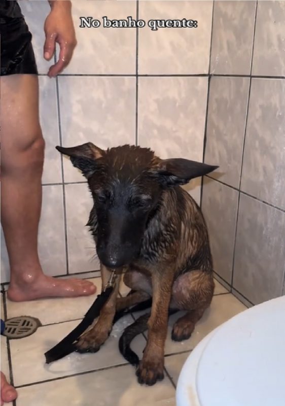 Cachorro cabisbaixo ao tomar banho de chuveiro 