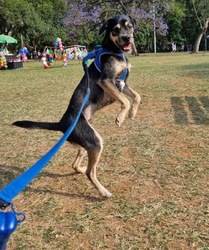 Cachorro vira-lata andando em duas patas