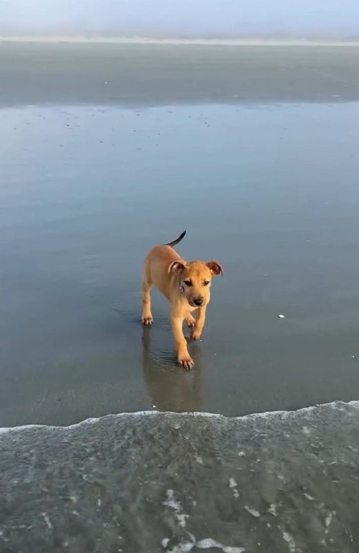 Filhote visitando a praia pela primeira vez na praia