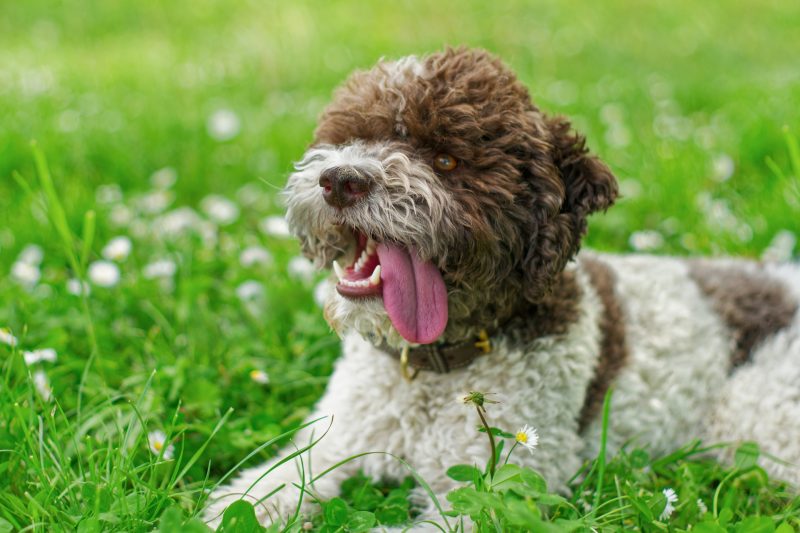 Cachorro da raça Lagotto romagnolo