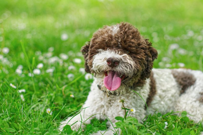 Cachorro da raça Lagotto romagnolo