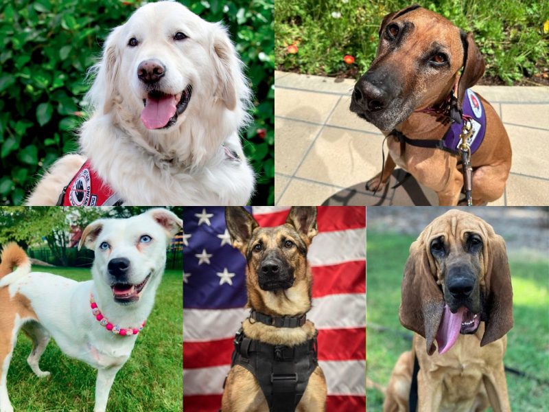 Montagem com os cachorros finalistas do prêmio American Humane Hero Dog 