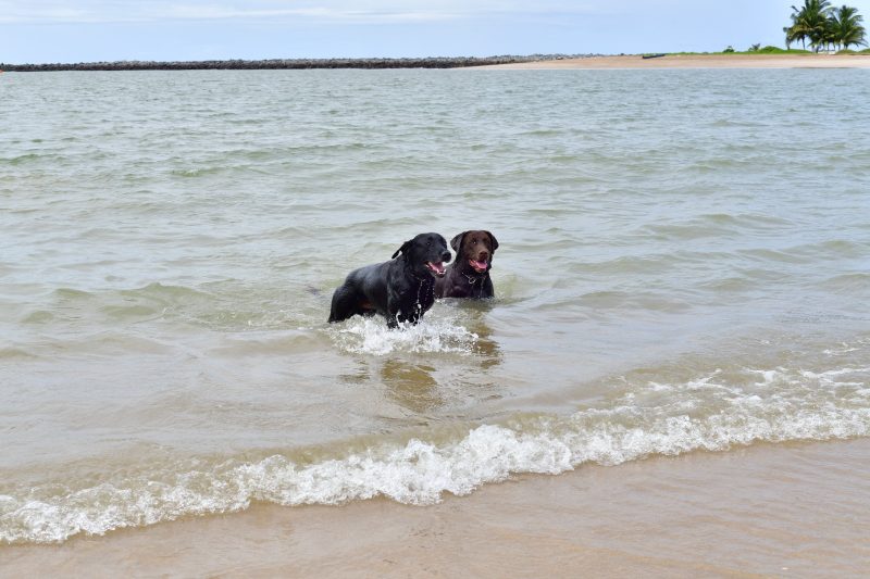 Cães bombeiros se divertindo em praia 