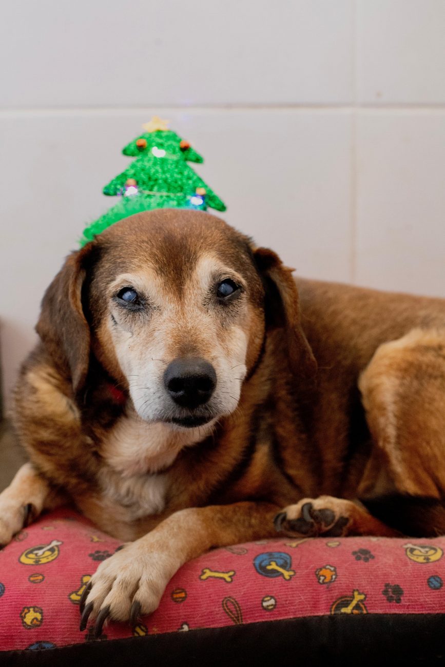 Amigos de quatros patas buscam novos lares neste Natal - Dibea/Divulgação/ND