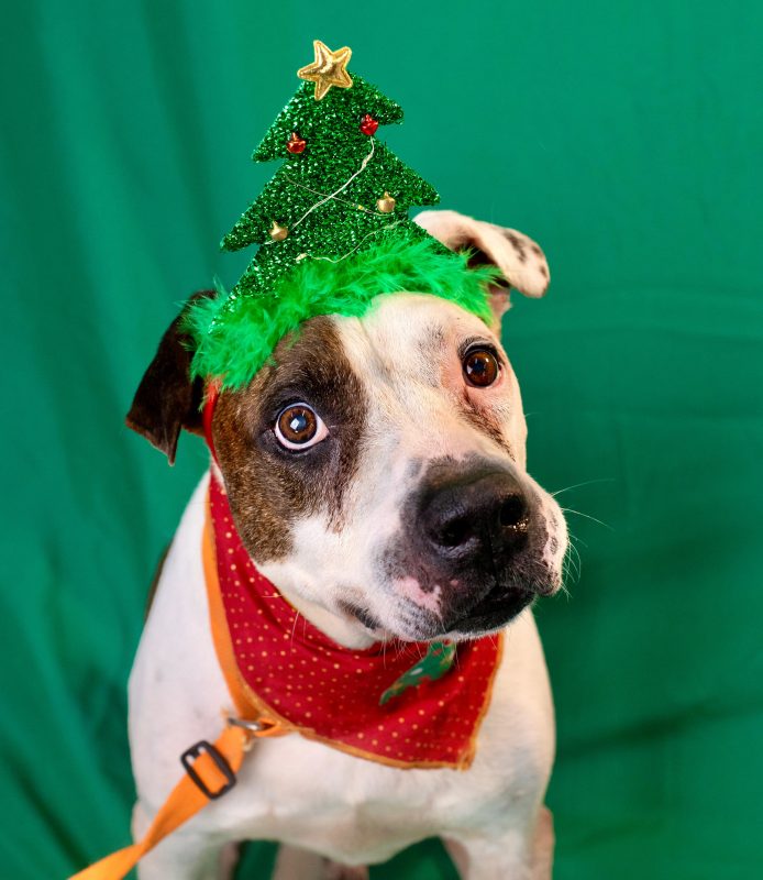 Na foto, cachorro com metade do rosto branco e outra metade marrom com tiara de árvore de natal e bandana vermelho. Cachorros idosos da Dibea participam de sessão de fotos.