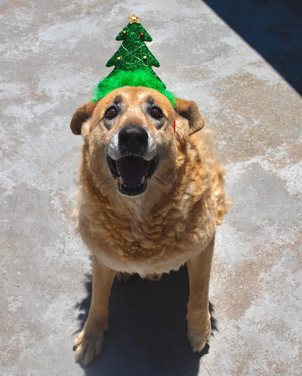 Todos os cães já estão vacinados e castrados - Dibea/Divulgação/ND