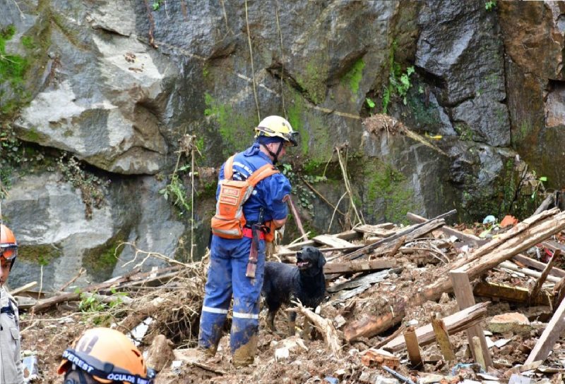 Cão bombeiro com seu parceiro durante buscas