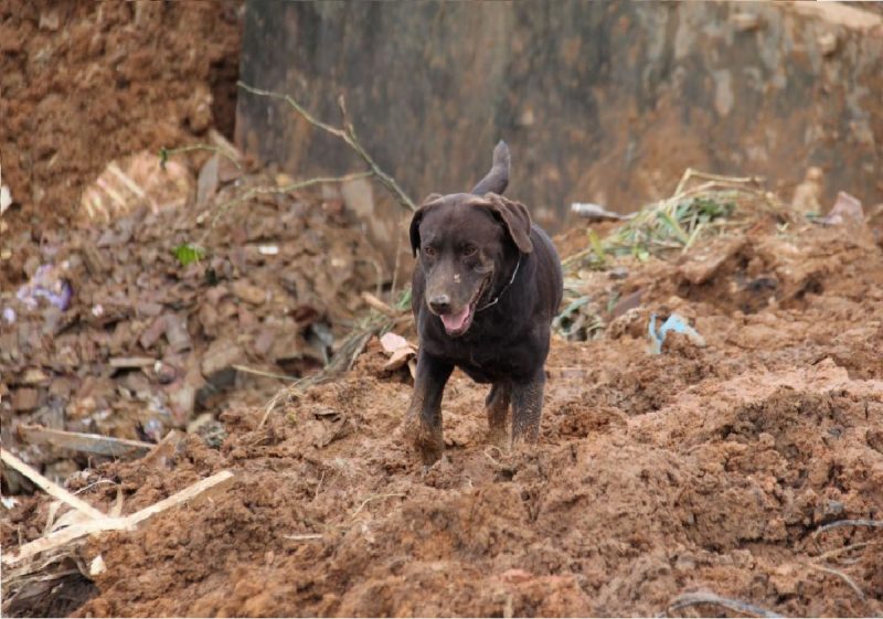 Cão bombeiro durante buscas em Brumadinho