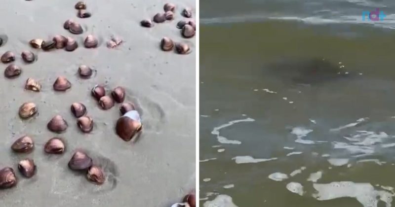 Fotomontagem mostra berbigões e arraias na praia Central de Balneário Camboriú