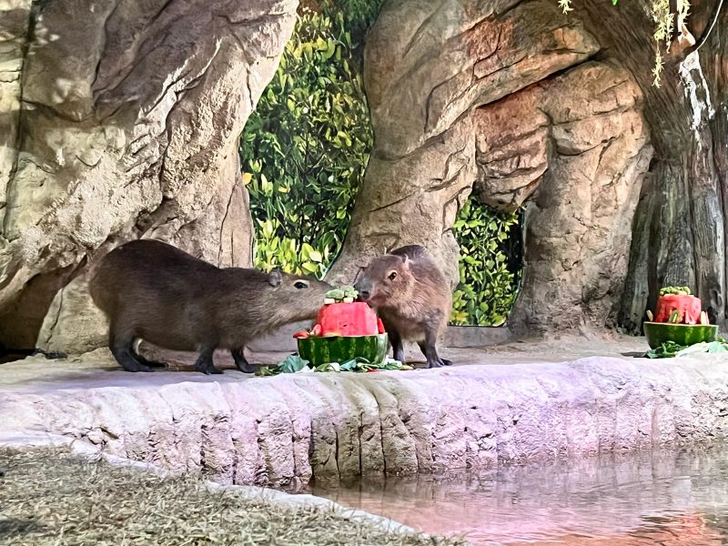 Imagem mostra capivaras do Oceanic Aquarium de Balneário Camboriú comendo bolo de frutas