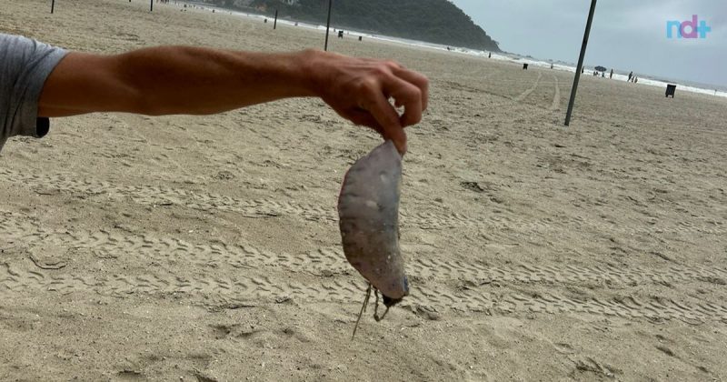 Imagem mostra caravela-portuguesa em praia de Balneário Camboriú