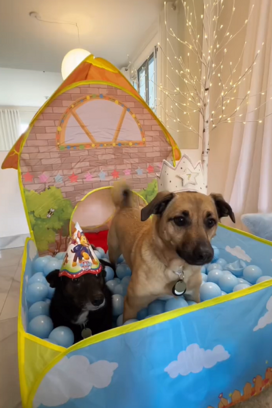 Cachorros caramelo em nova casa com piscina