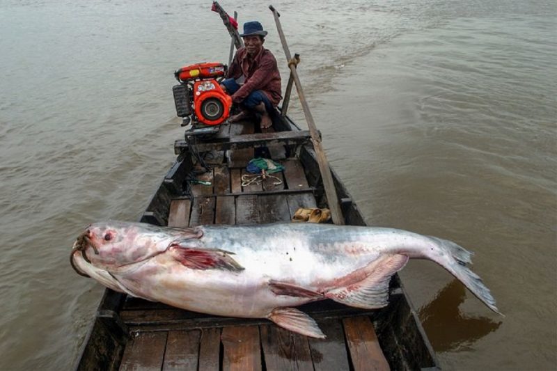 Peixe gigante, conhecido como "fantasma de Mekong" em embarcação de madeira