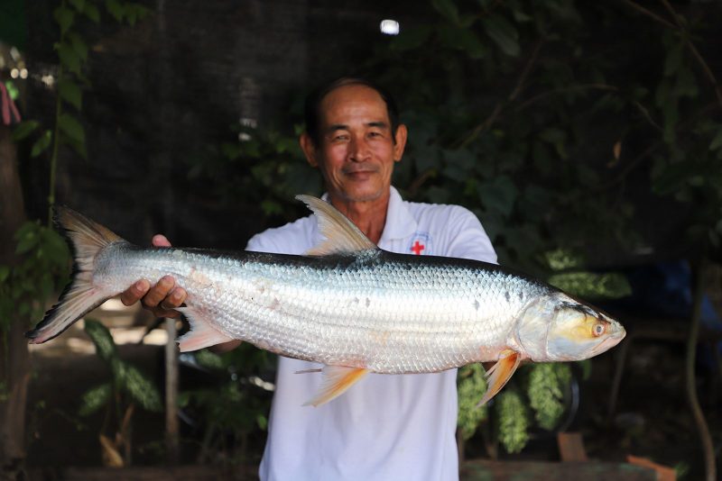 Homem segurando peixe gigante conhecido como "fantasma de Mekong"