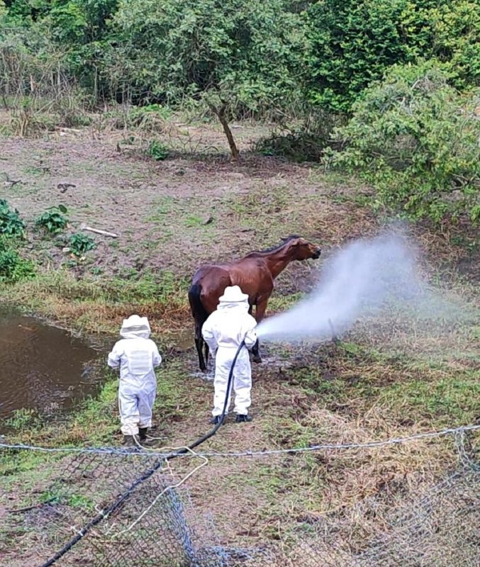 Égua sendo socorrida por bombeiros após ataque de enxame de abelhas 