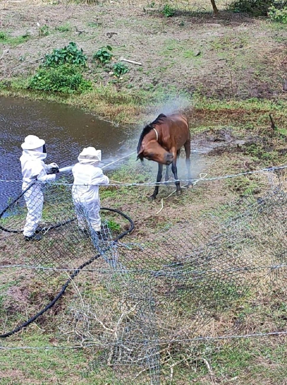 Égua sendo socorrida por bombeiros em Gaspar - CBMSC/Reprodução/ND