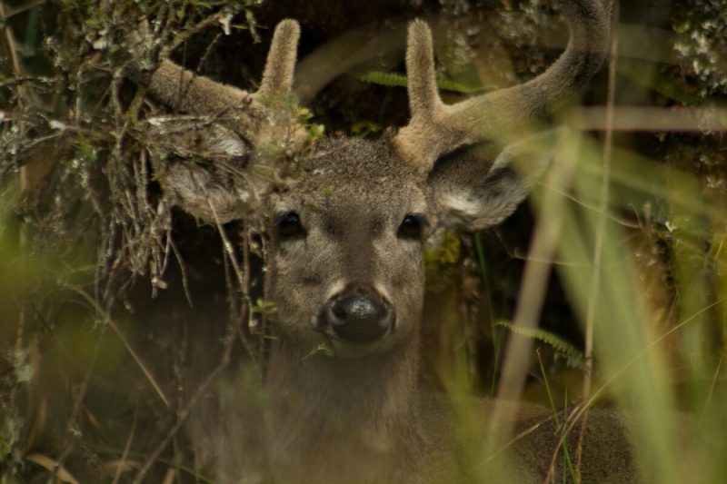 O troféu Cervo de cauda branca, animal único no mundo 