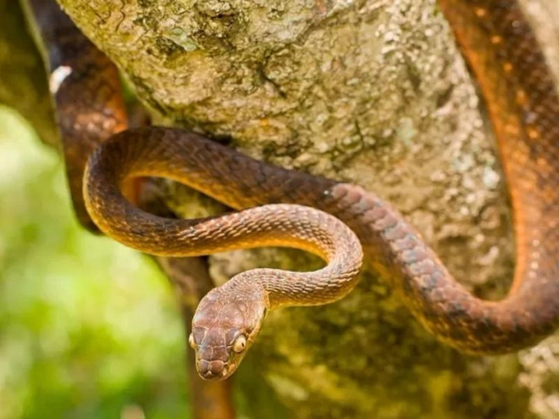 Infestação de cobras, como a da imagem, desencadeou um problema sério para a floresta dos EUA. 