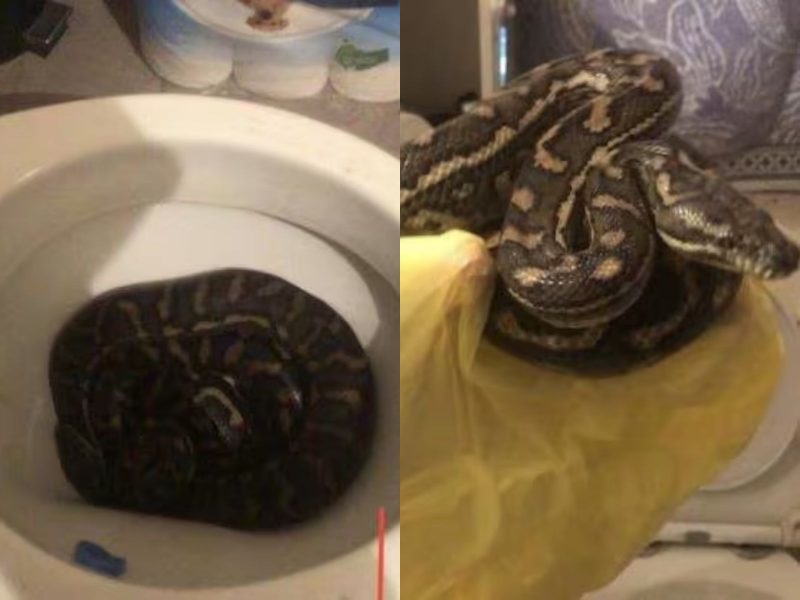 A montagem mostra as cobras no vaso sanitário da casa do homem 