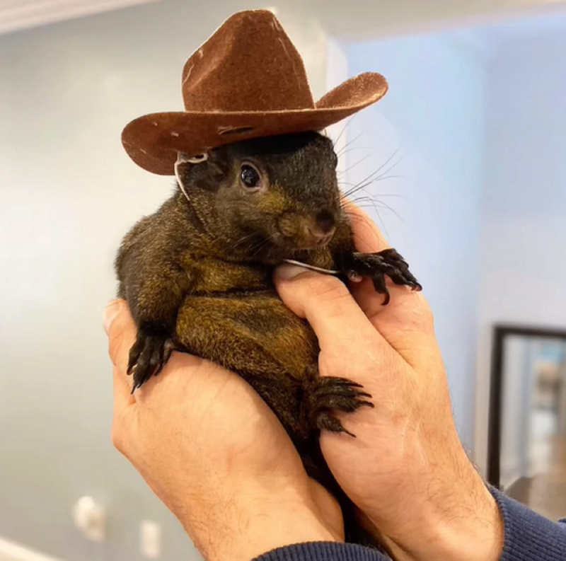 Esquilo conhecido como Peanut, de chapéu de caubói