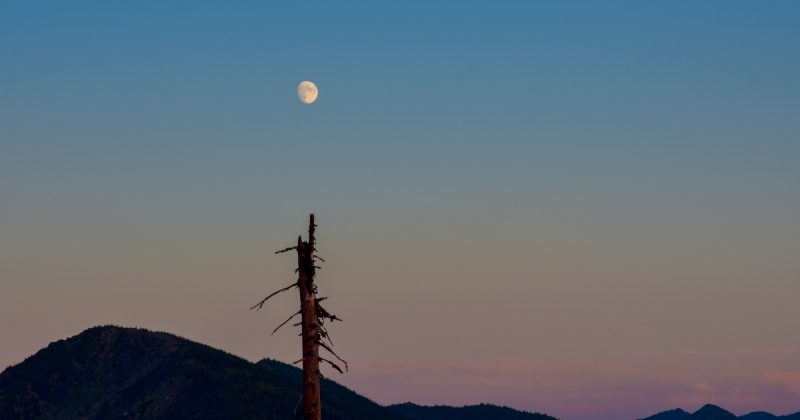 Imagem de paisagem com galho de árvore e Lua no horizonte