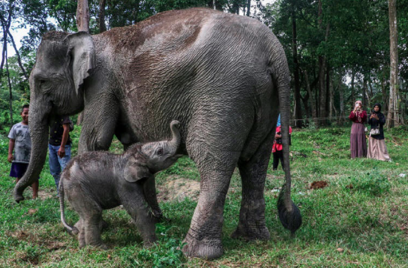 Filhote de elefante junto de sua mãe