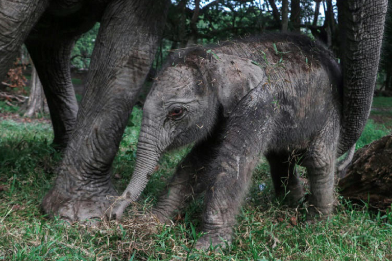 Filhote de elefante junto de sua mãe