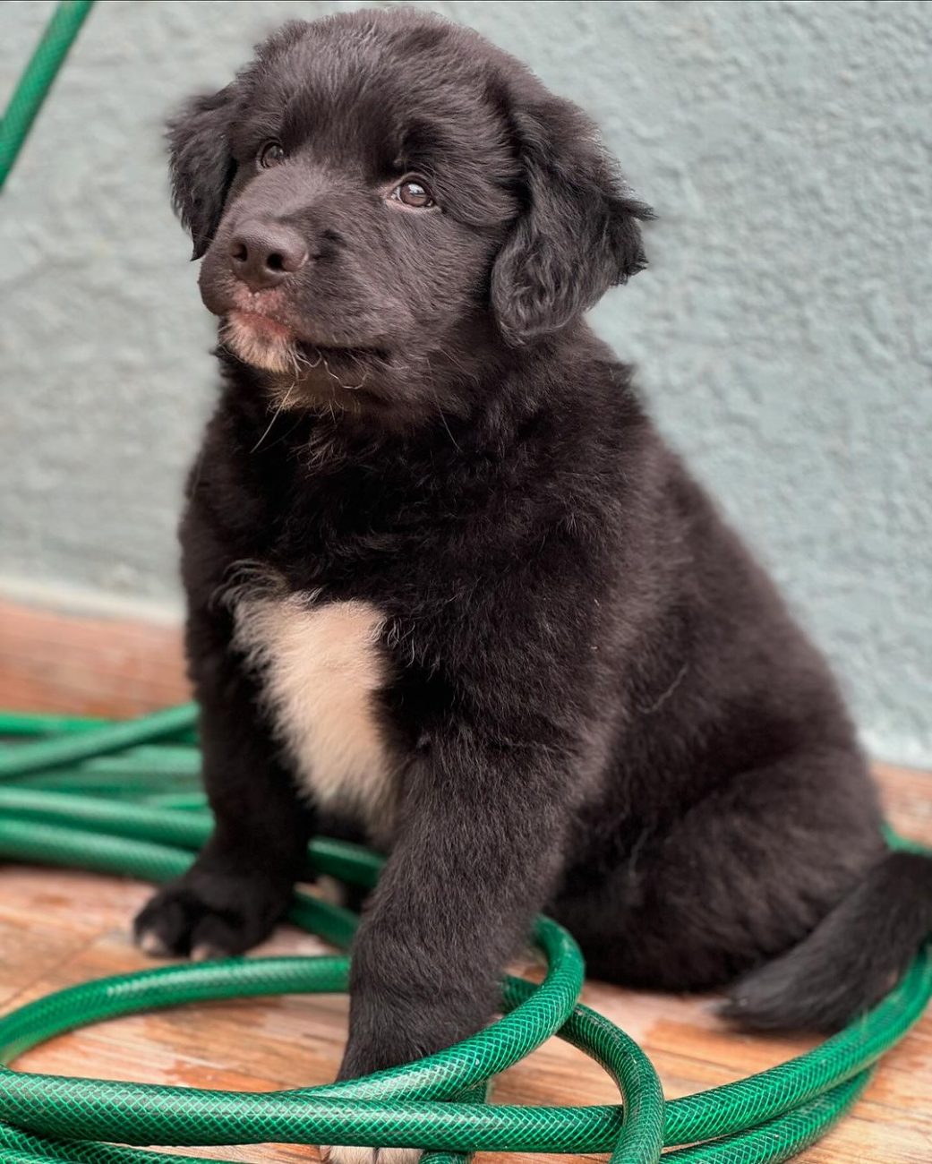 Maui é o cachorrinho que irá permanecer com a família de Márcia - @marcia_tasca/Reprodução/ND