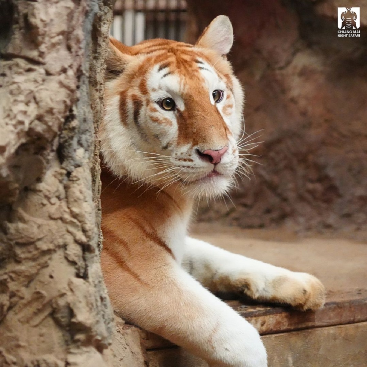 Os animais pertencem a um safári na Tailândia - Chiang Mai Night Safari/Reprodução/ND