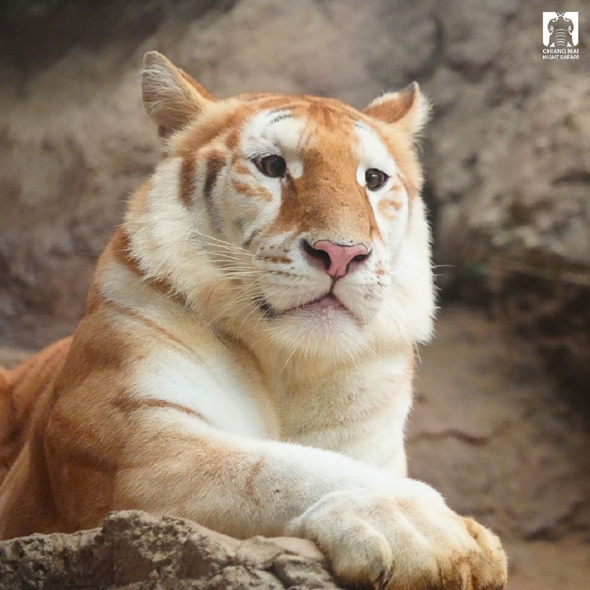 Os animais vem conquistando os corações dos internautas com suas fotos - Chiang Mai Night Safari/Reprodução/ND