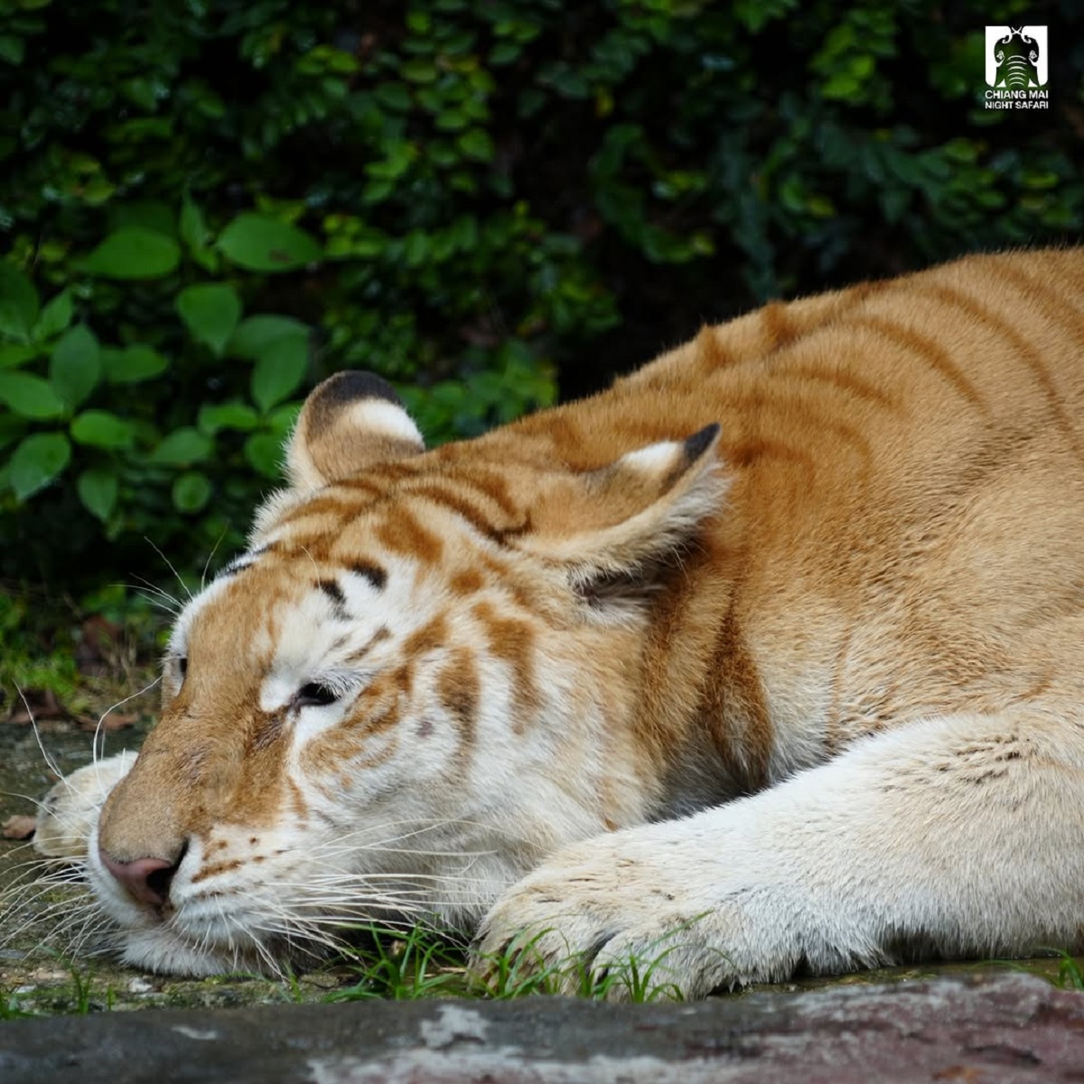 Os felinos são da espécie Tigre-dourado - Chiang Mai Night Safari/Reprodução/ND