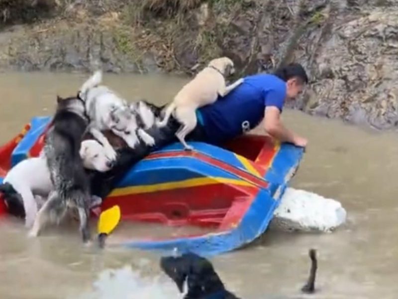 A imagem mostra o "naufrágio" do barco que levava a gangue de cachorros.