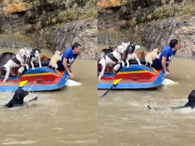 A imagem mostra o "naufrágio" do barco em que os cães da creche estavam.