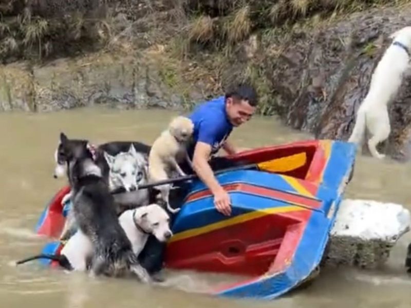 A imagem mostra os cães e o funcionário da creche naufragando no rio.