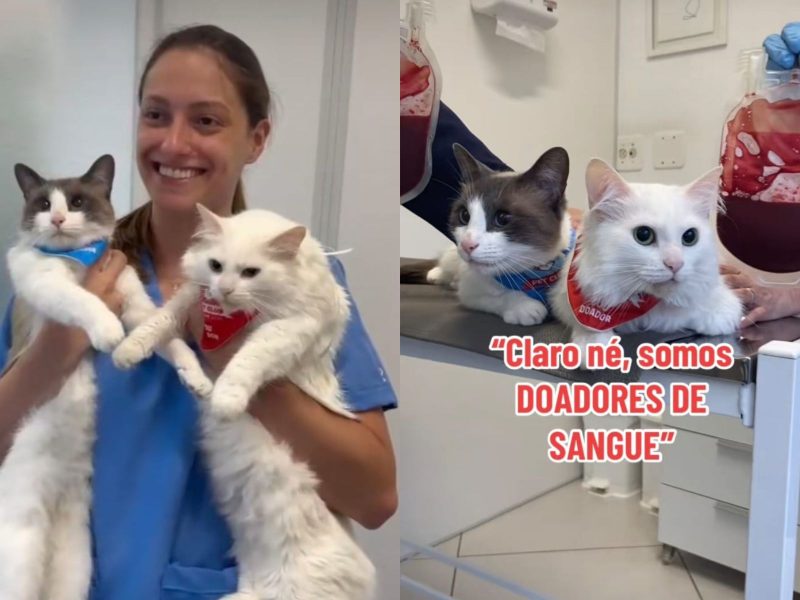 A imagem mostra os gatinhos que doaram sangue.