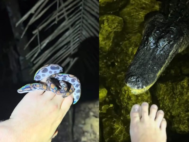 A imagem mostra uma cobra e um jacaré sendo tocados por Garrett, um gringo explorador na Amazônia.