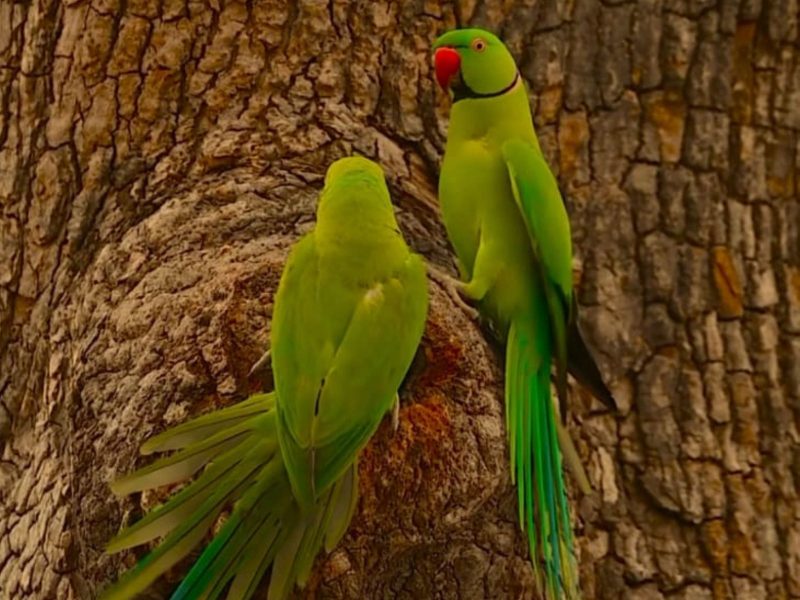 A imagem mostra um casal de aves em um tronco de árvore.