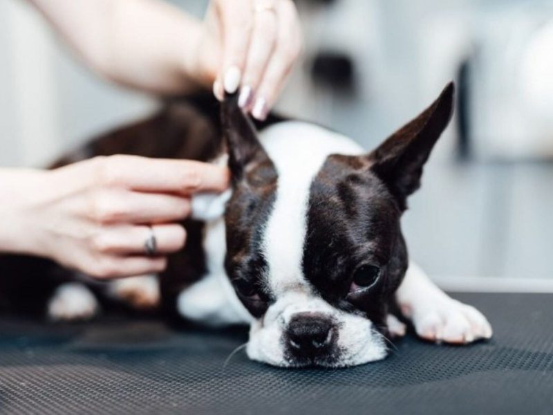 A imagem mostra um cachorro sendo examinado. Bluetooth pode prejudicar a audição de pets 