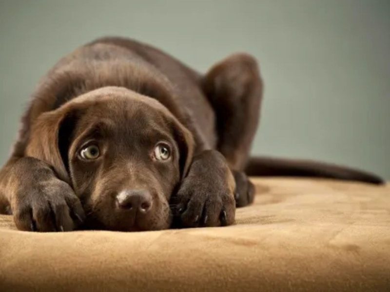 A imagem mostra um cachorro doente de desanimado. Esses animais também podem ter câncer de próstata