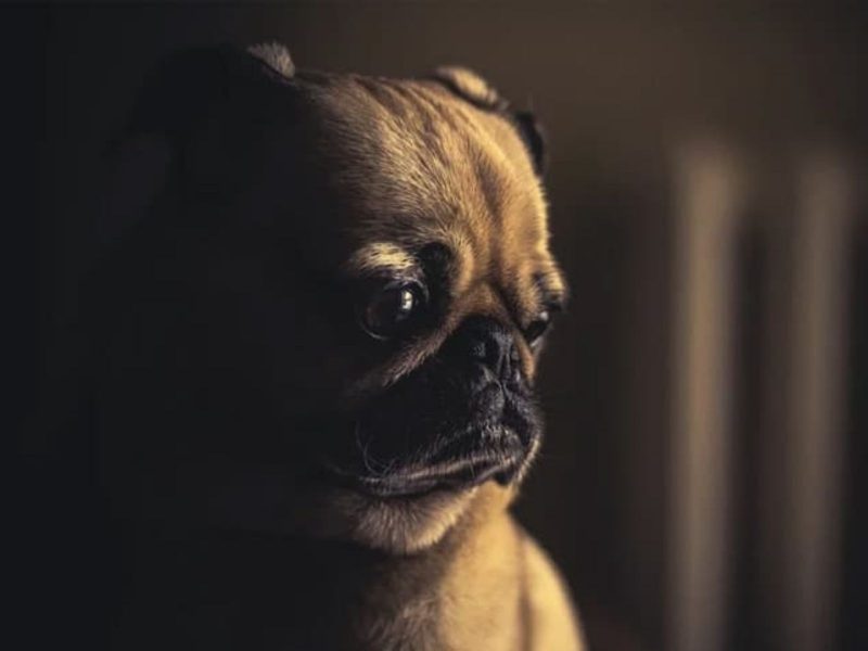 A imagem mostra um cachorro da raça pug, ansioso.