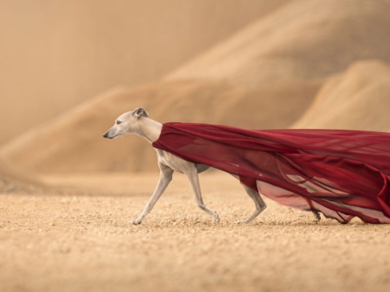 A imagem mostra um cão galgo com uma capa vermelha em meio à uma paisagem desértica.