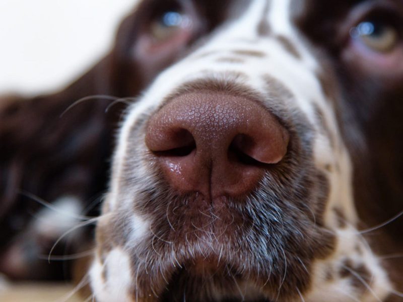 Cachorros sentem o estresse de seus donos