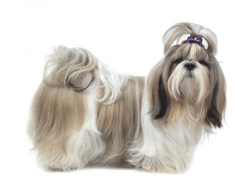 A imagem mostra um cachorro com pelo brilhando da raça Shih Tzu