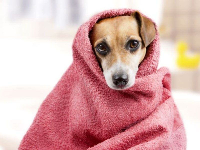 A imagem mostra um cão enrolado em uma toalha rosa depois do banho.