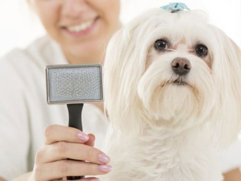 A imagem mostra um cachorro sendo penteado.